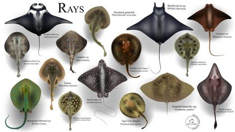 Types of Stingrays: Varieties of Rays (With Skate .